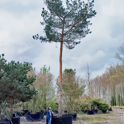 duze drzewa sadzonki wielkich drzew galeria ogrodowa krakow holandia niemcy import wielkie drzewa 1200-900-pion-4